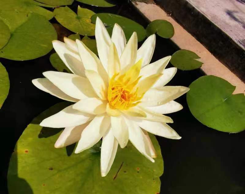水莲花.jpg